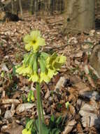 Image of oxlip