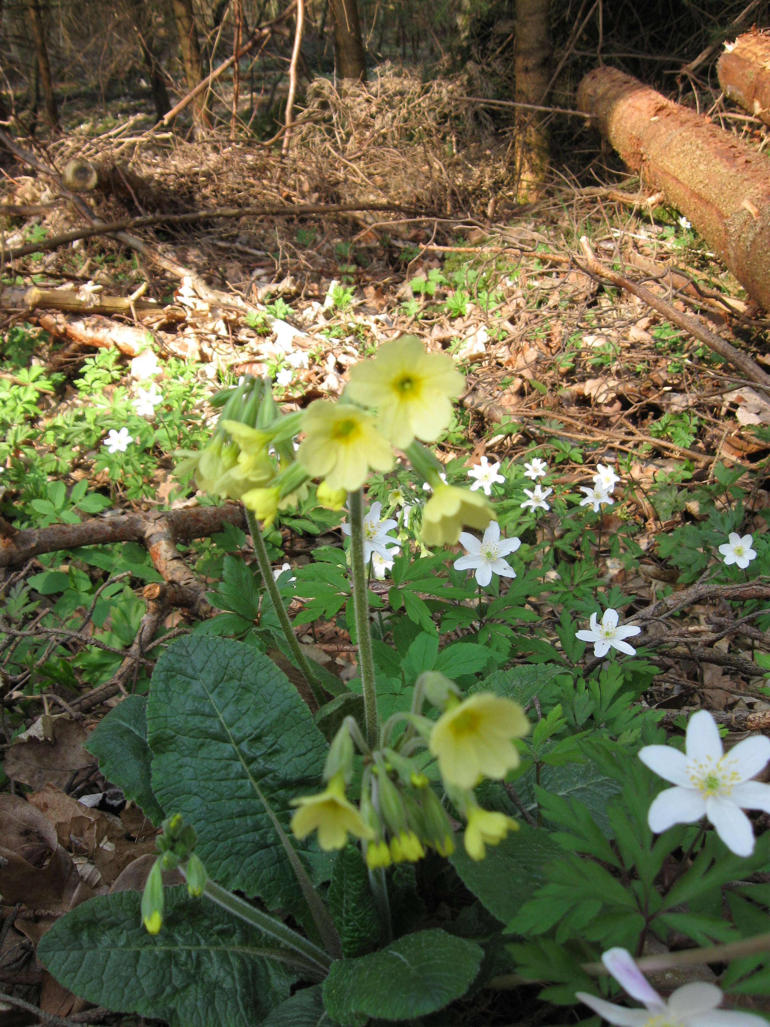 Image of oxlip