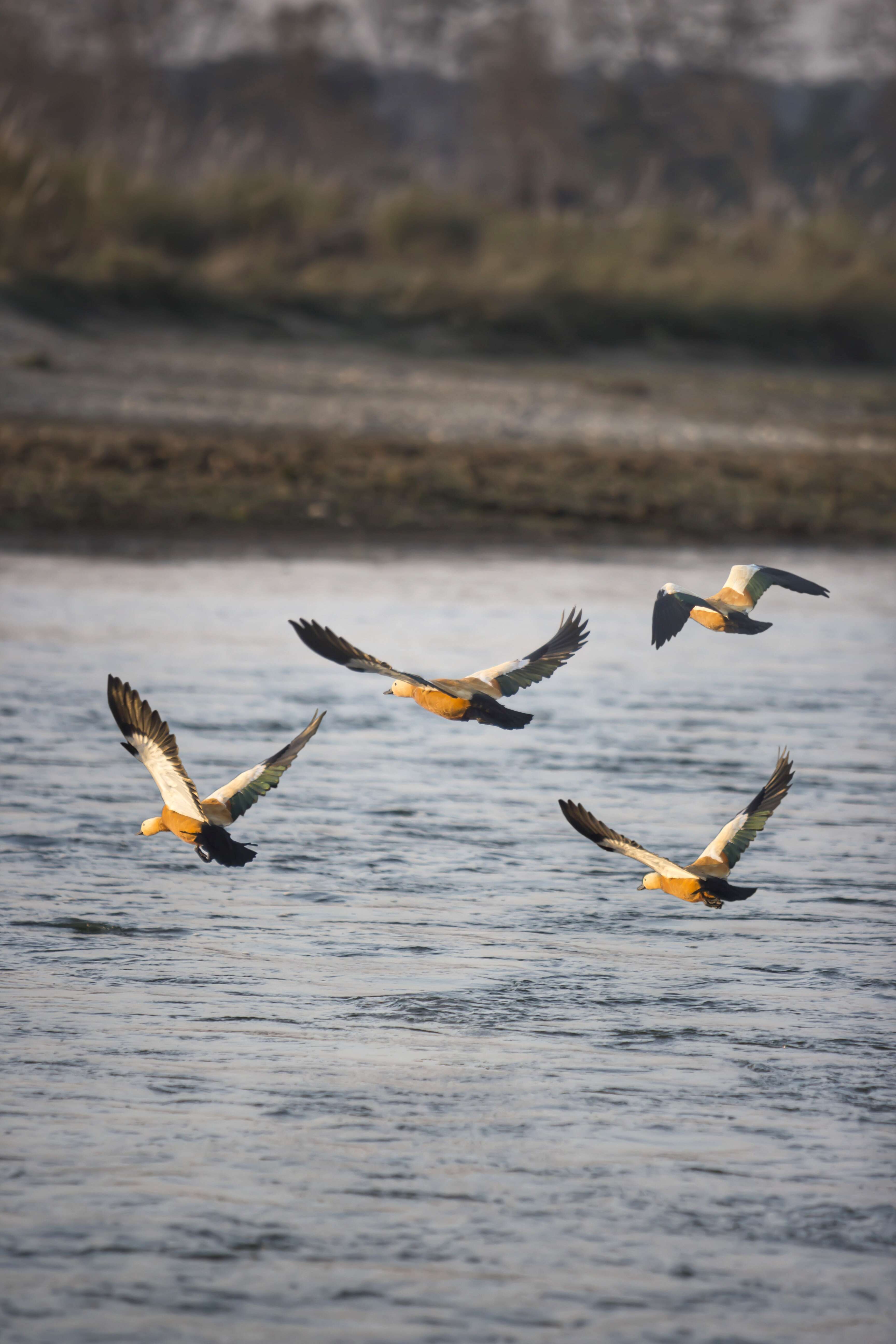 Image of Ruddy Shelduck