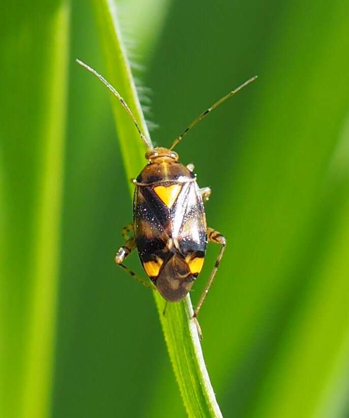 Image of Liocoris