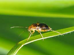 Image of Liocoris