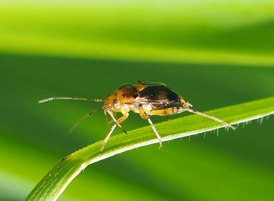 Image of Liocoris