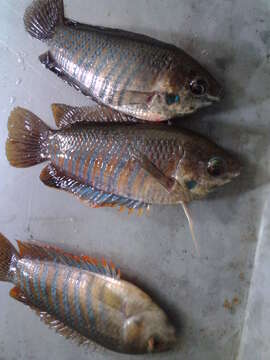 Image de Gourami nain