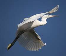 Image of Little Egret