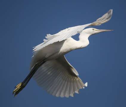 Image of Little Egret