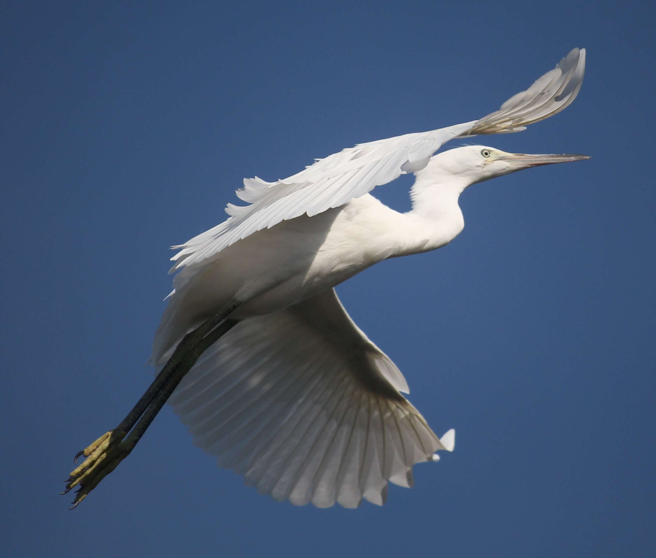 Image of Little Egret