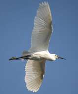 Image of Little Egret