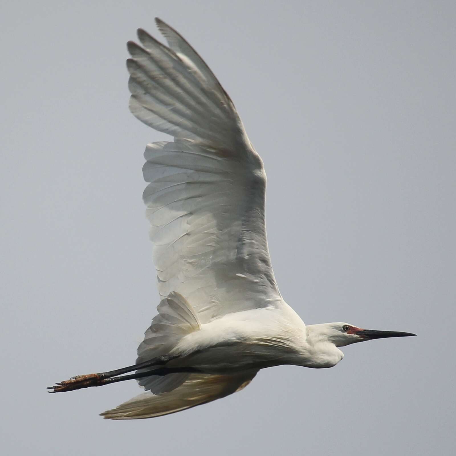 Image of Little Egret