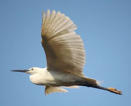 Image of Little Egret