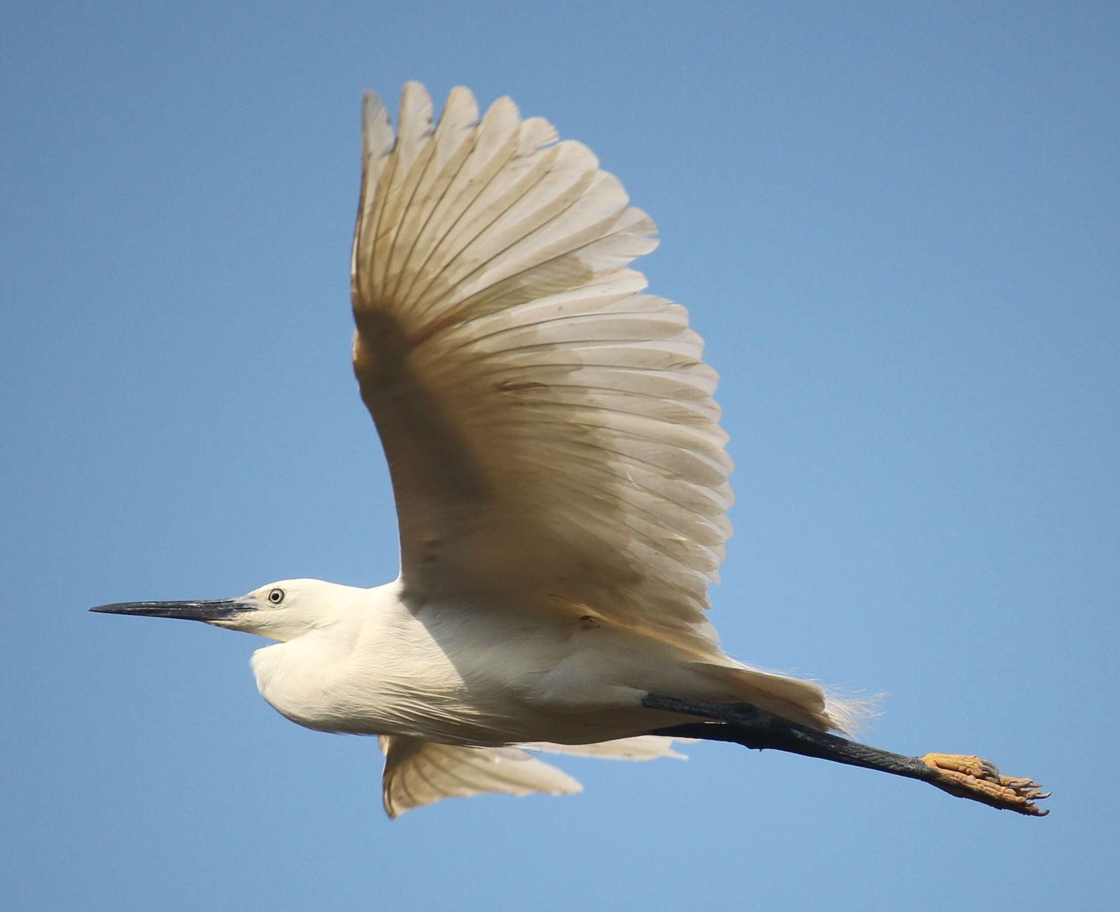 Image of Little Egret