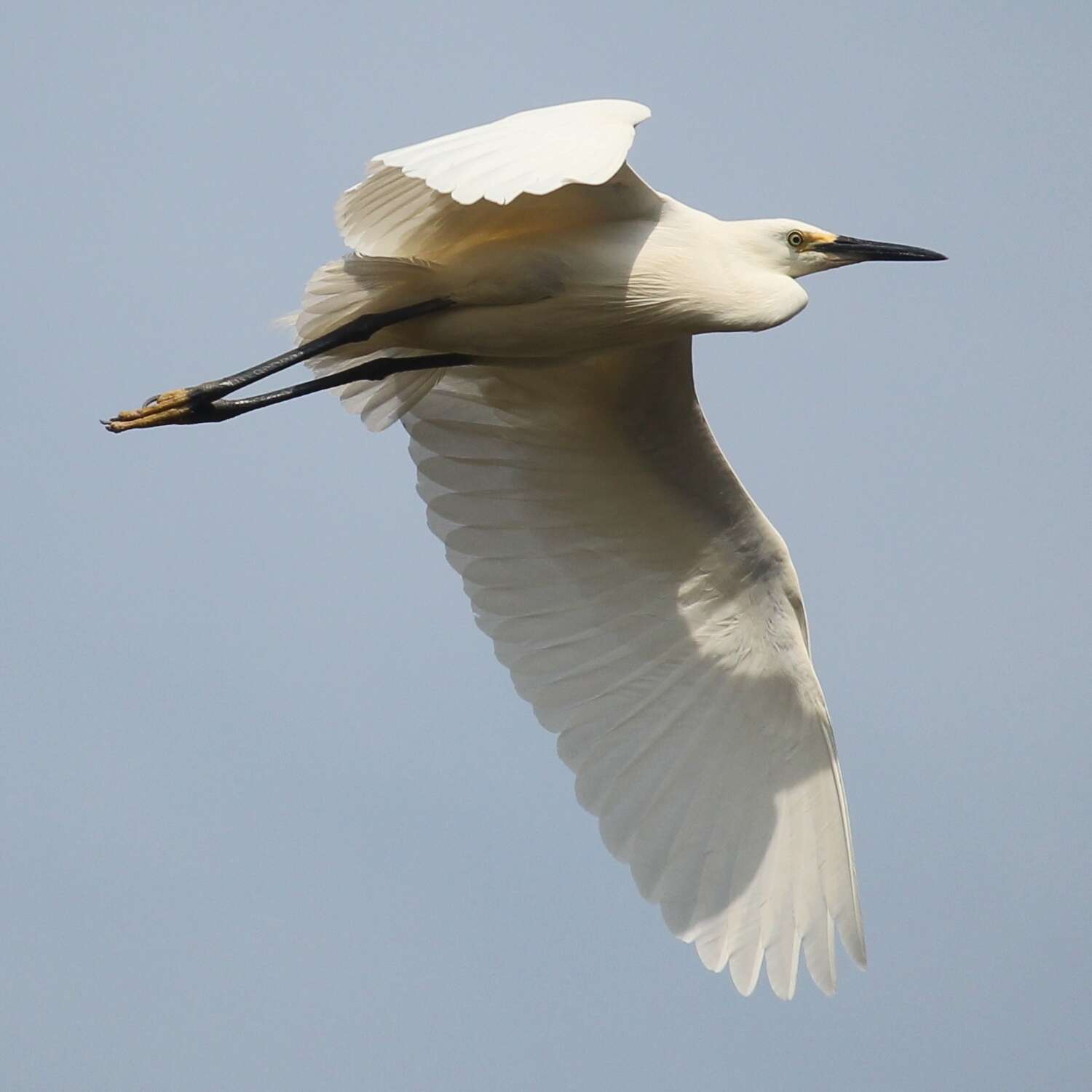 Image of Little Egret