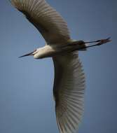 Image of Little Egret