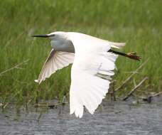 Image of Little Egret