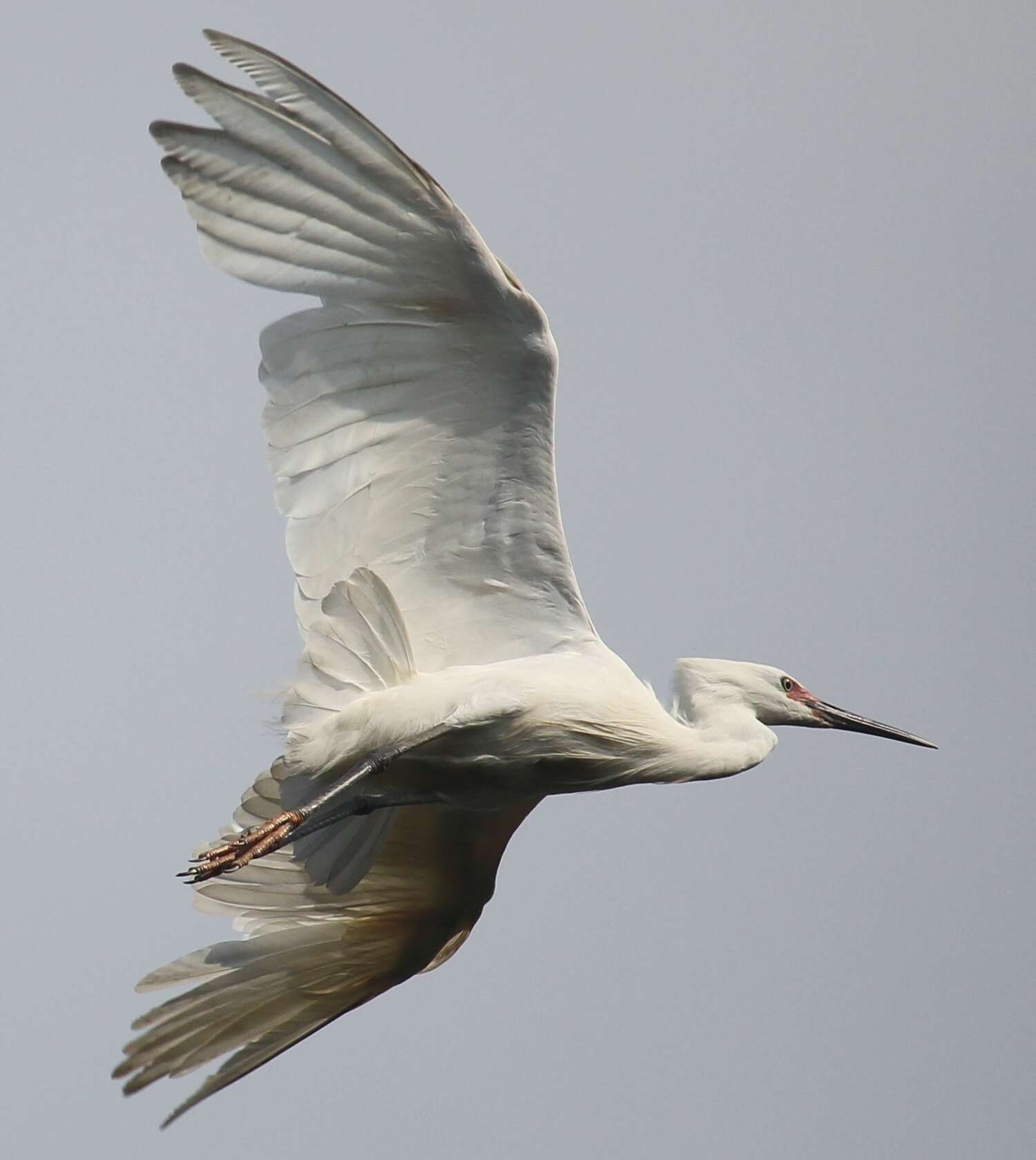 Image of Little Egret