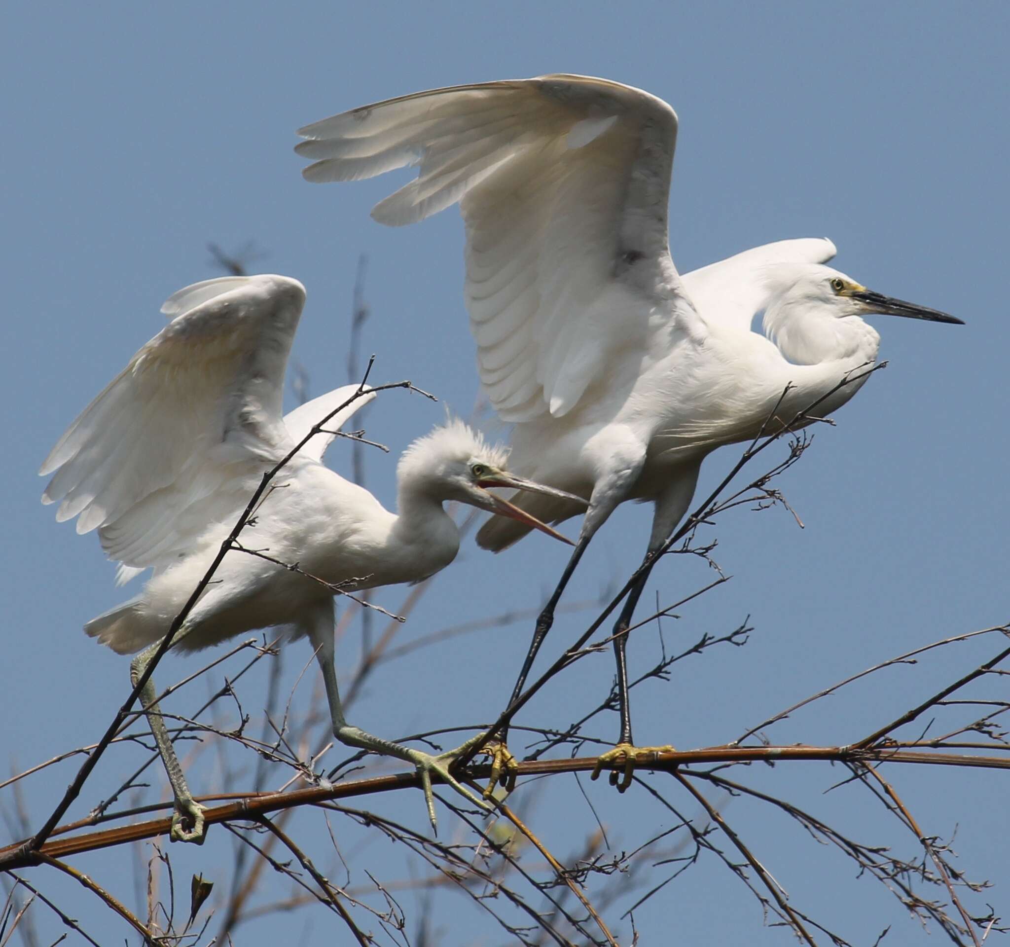 Image of Little Egret