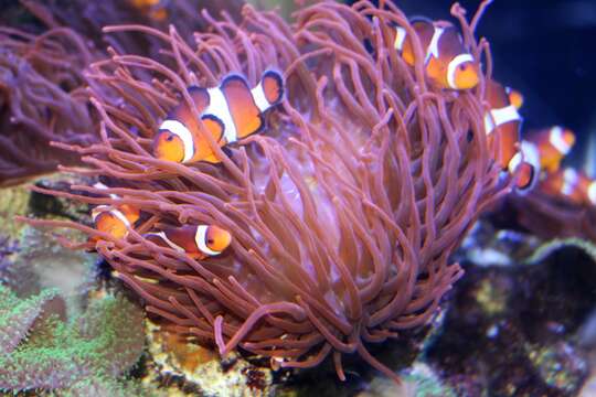 Image de Poisson-clown du Pacifique