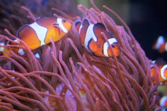 Image of Clown anemonefish