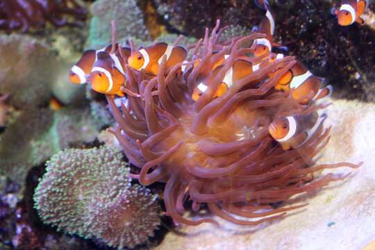 Image of Clown anemonefish