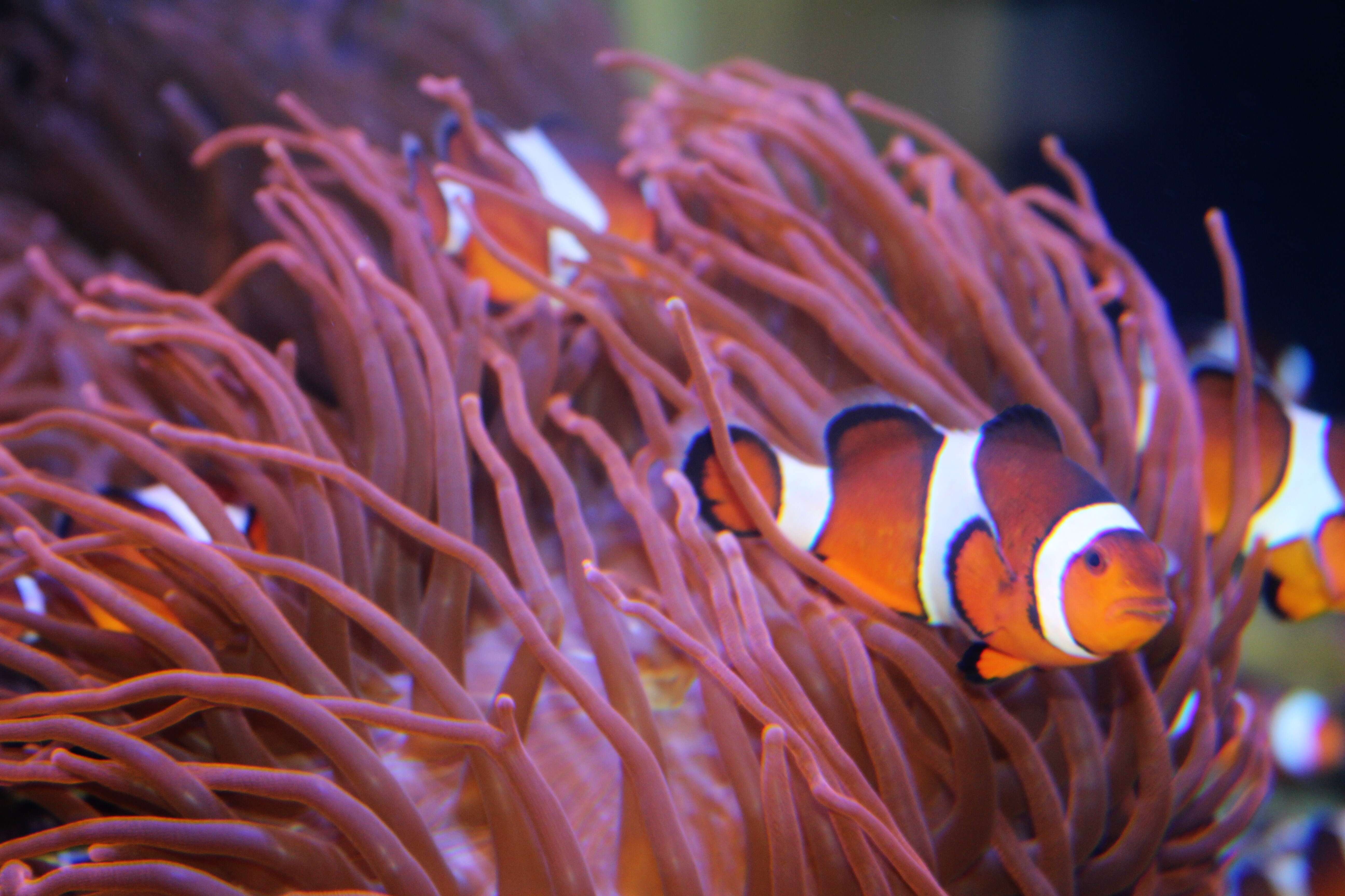 Image de Poisson-clown du Pacifique