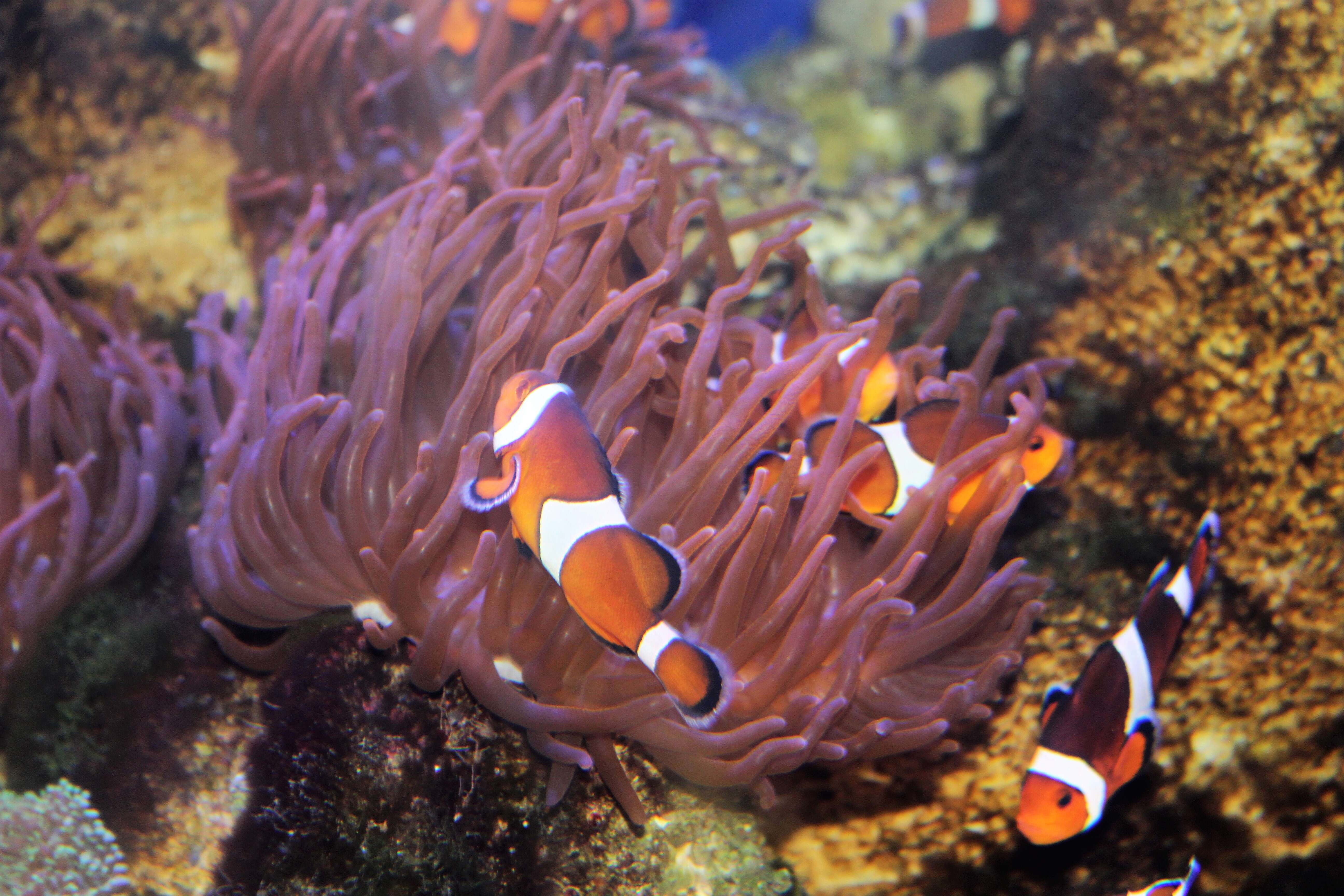 Image de Poisson-clown du Pacifique