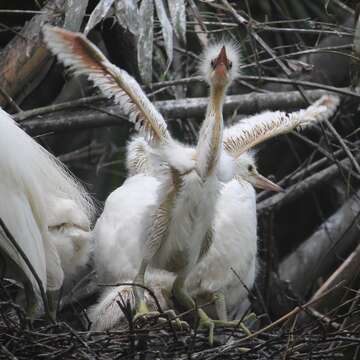 Image of Little Egret