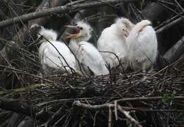 Image of Little Egret