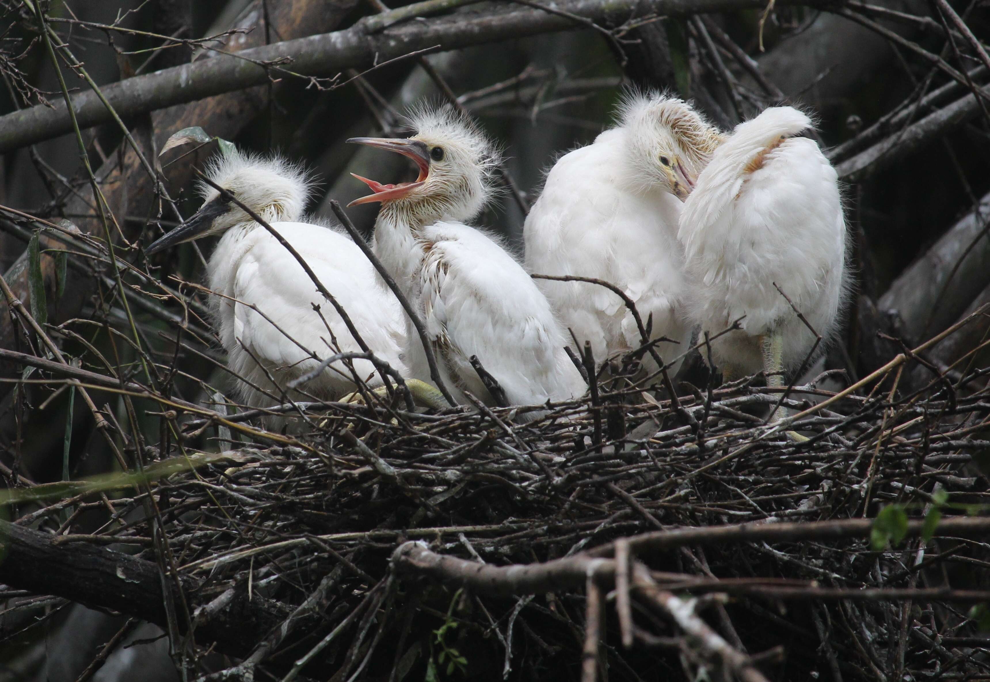 Image of Little Egret