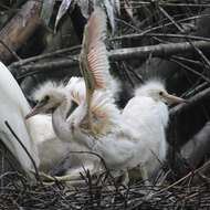 Image of Little Egret