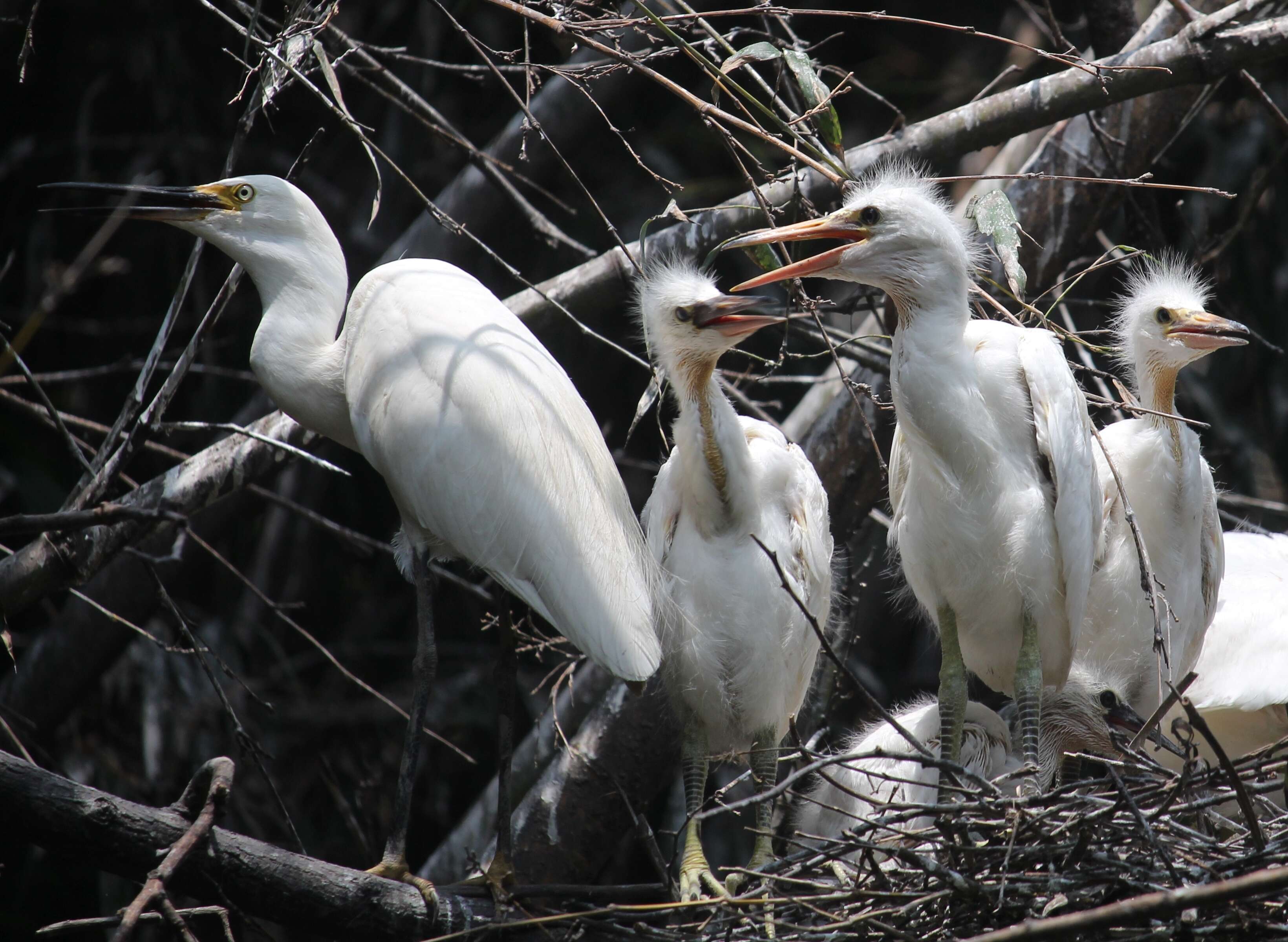 Image of Little Egret