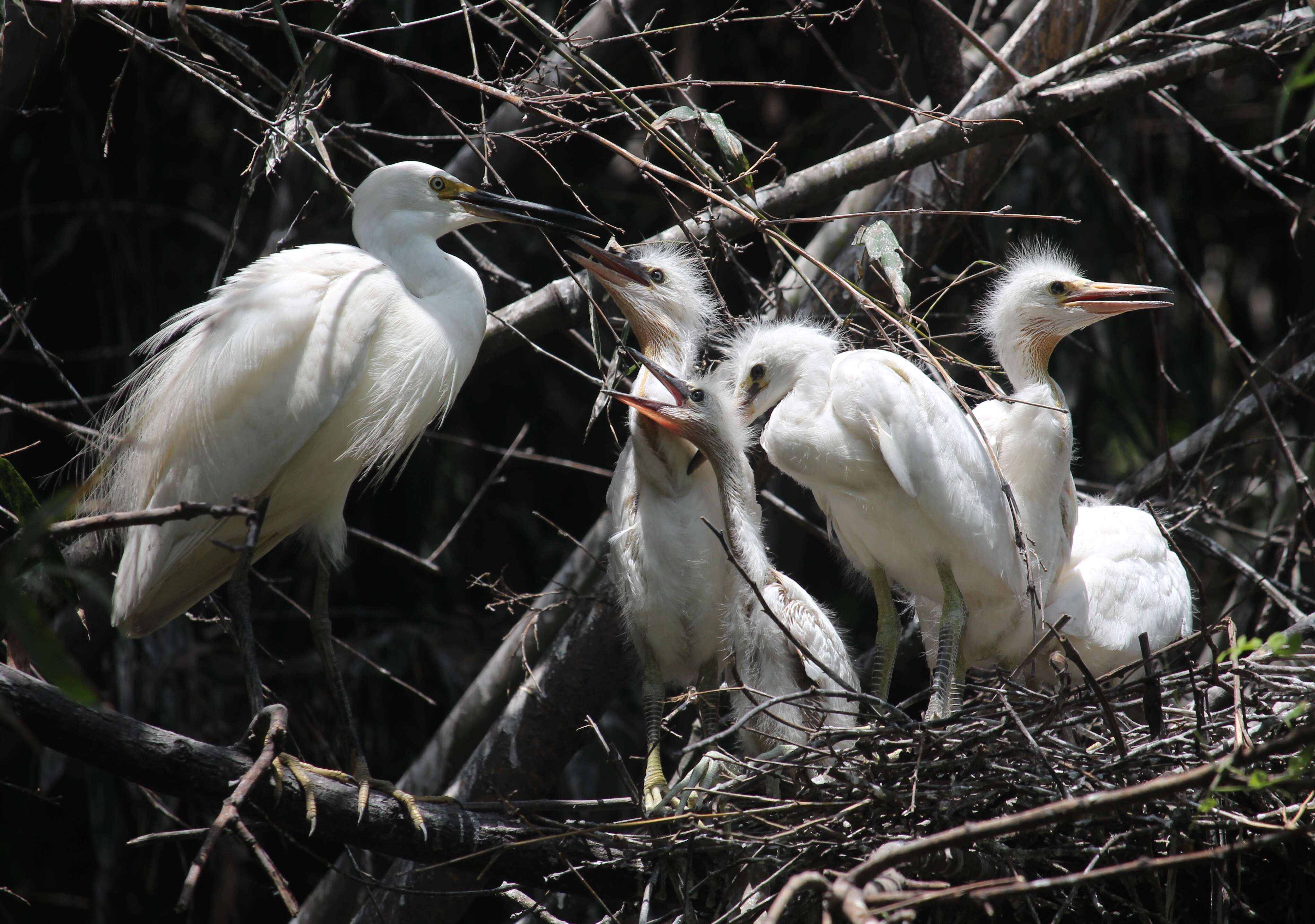 Image of Little Egret