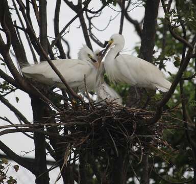 Image of Little Egret