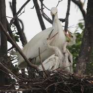 Image of Little Egret