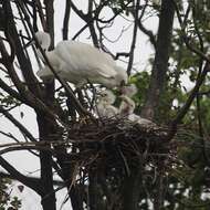 Image of Little Egret