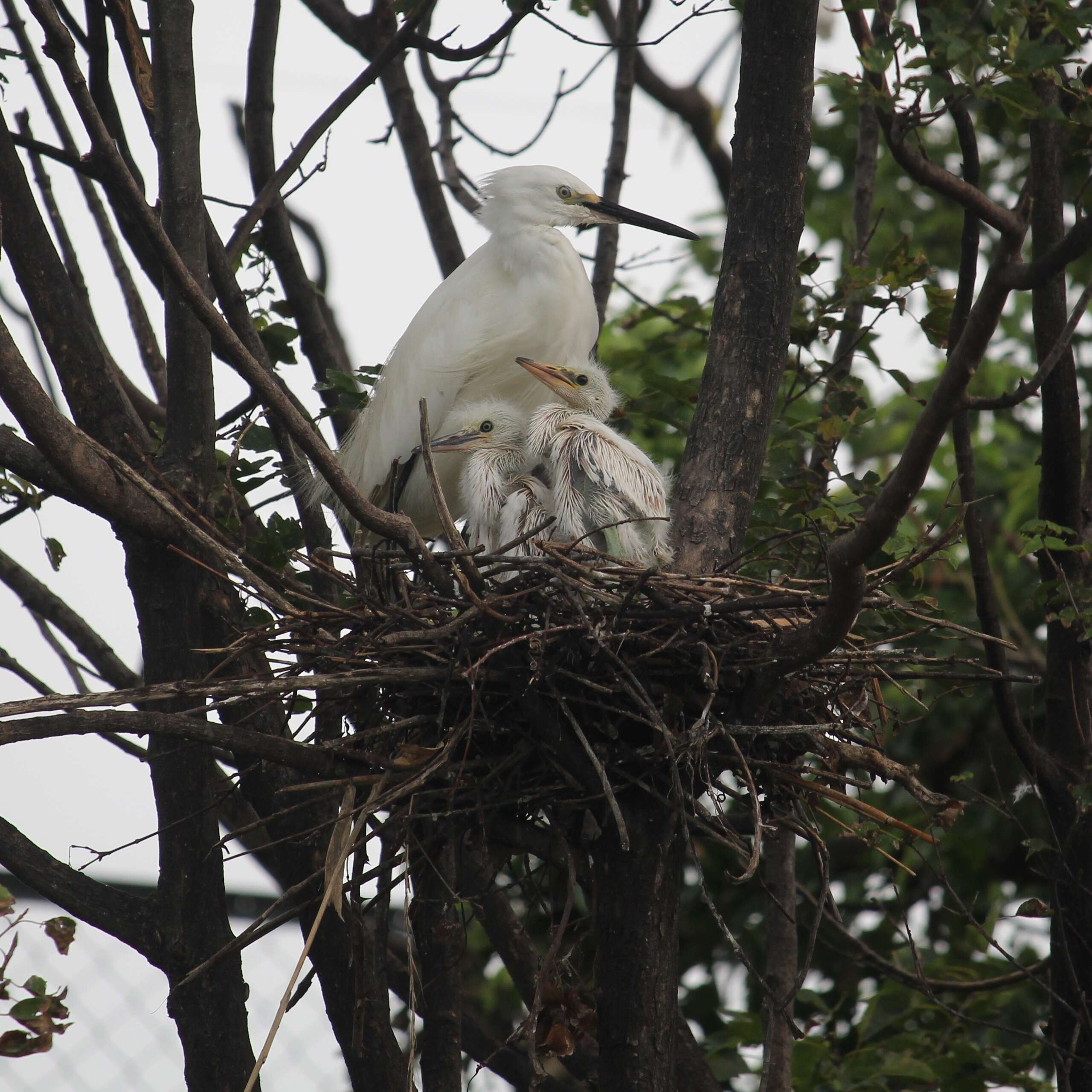 Image of Little Egret