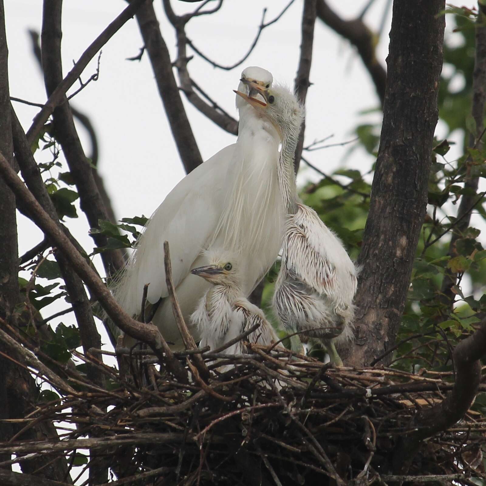 Image of Little Egret