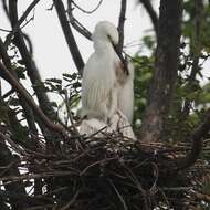 Image of Little Egret