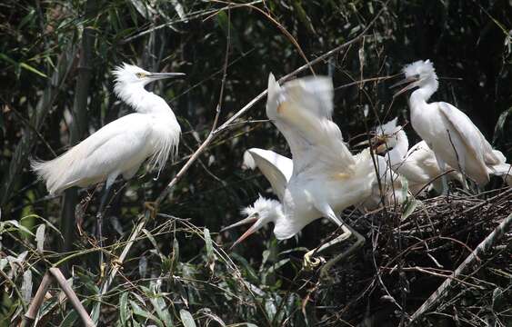 Image of Little Egret