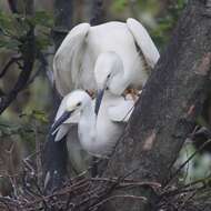 Image of Little Egret