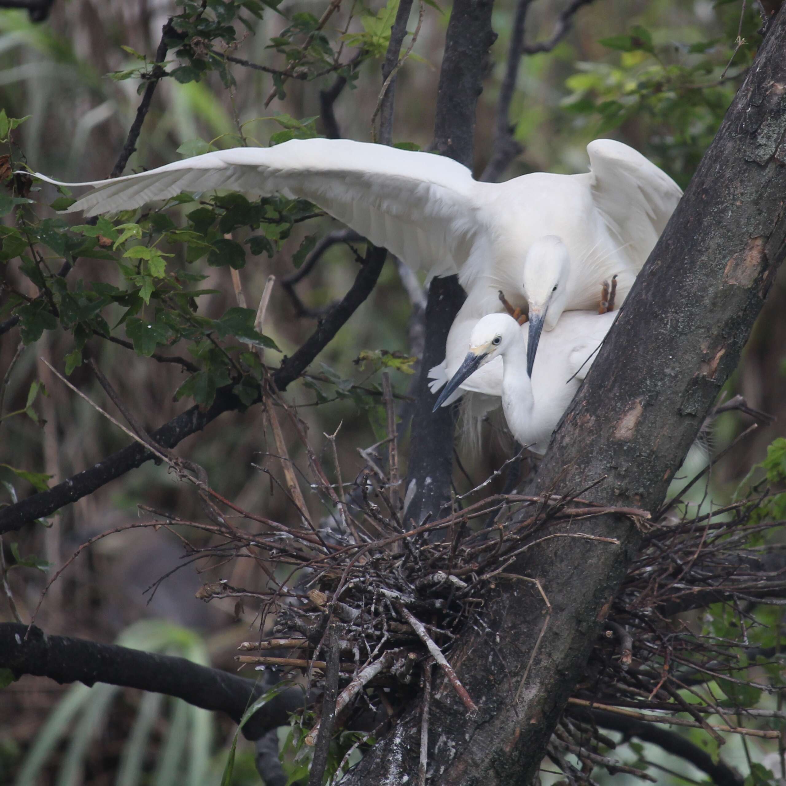 Image of Little Egret