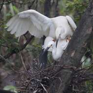 Image of Little Egret