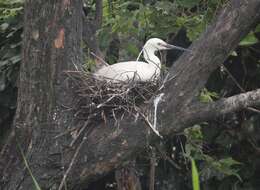 Image of Little Egret