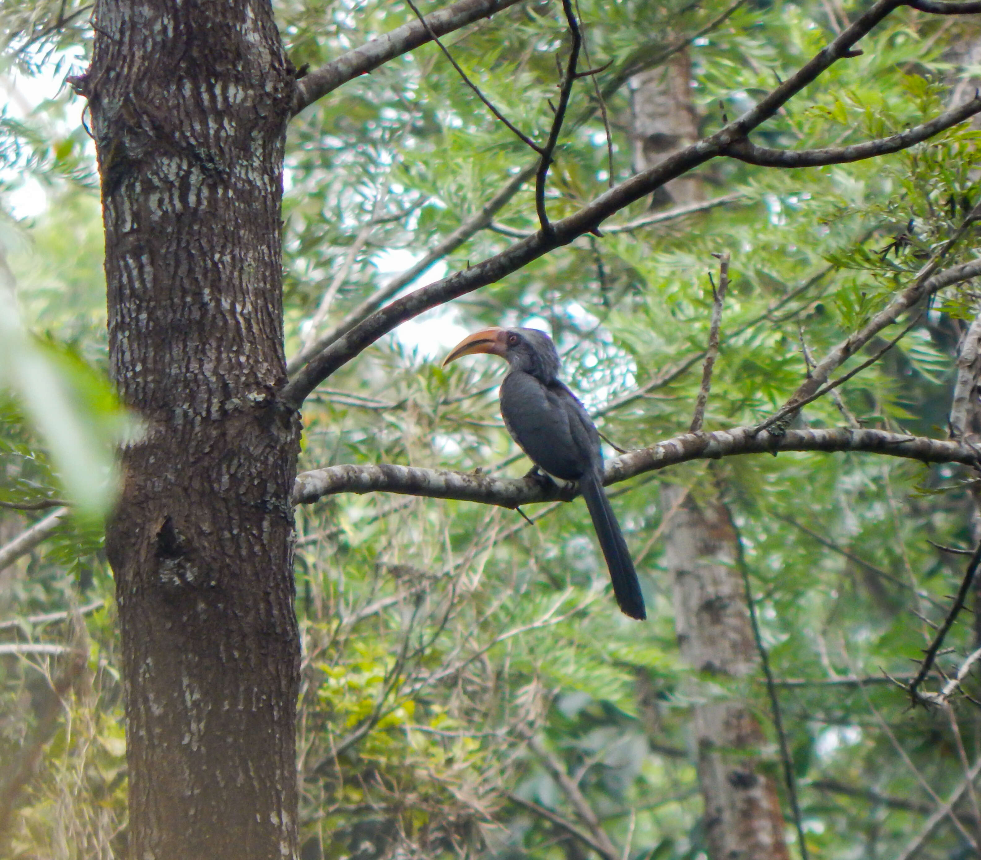 Image of Malabar Grey Hornbill