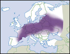 Sivun Sphaerium Scopoli 1777 kuva