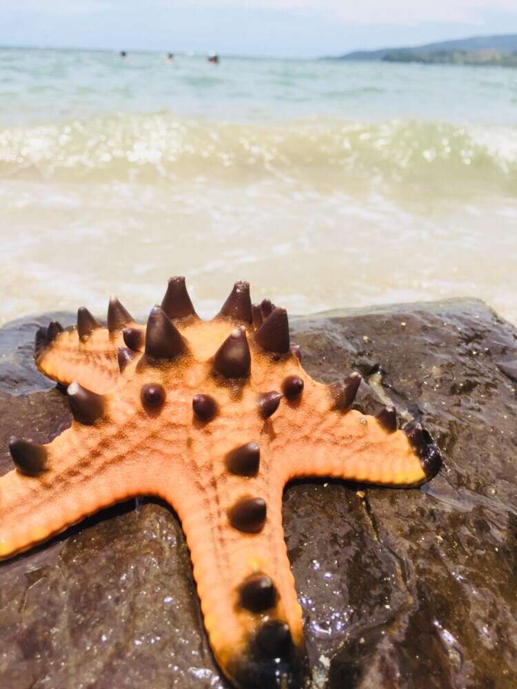 Image of chocolate chip sea star