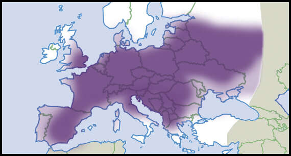 Sivun Sphaerium Scopoli 1777 kuva