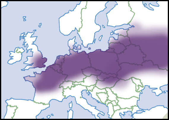 Sivun Sphaerium Scopoli 1777 kuva