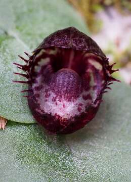 Image de Corybas fimbriatus (R. Br.) Rchb. fil.