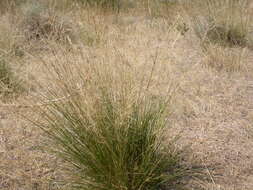 Aristida purpurea Nutt.的圖片