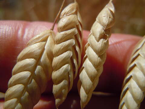 Image of rattlesnake brome