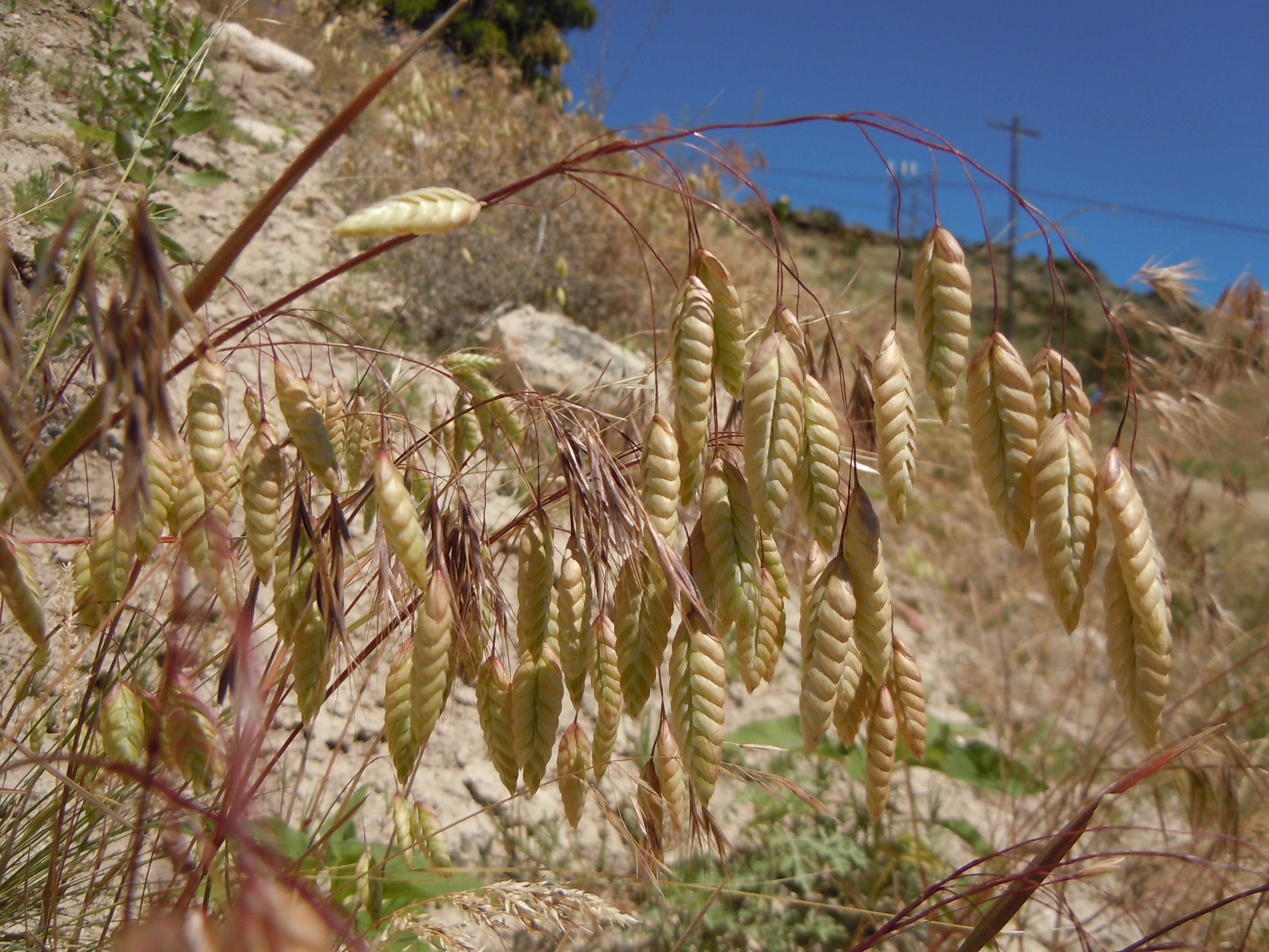 Image of rattlesnake brome